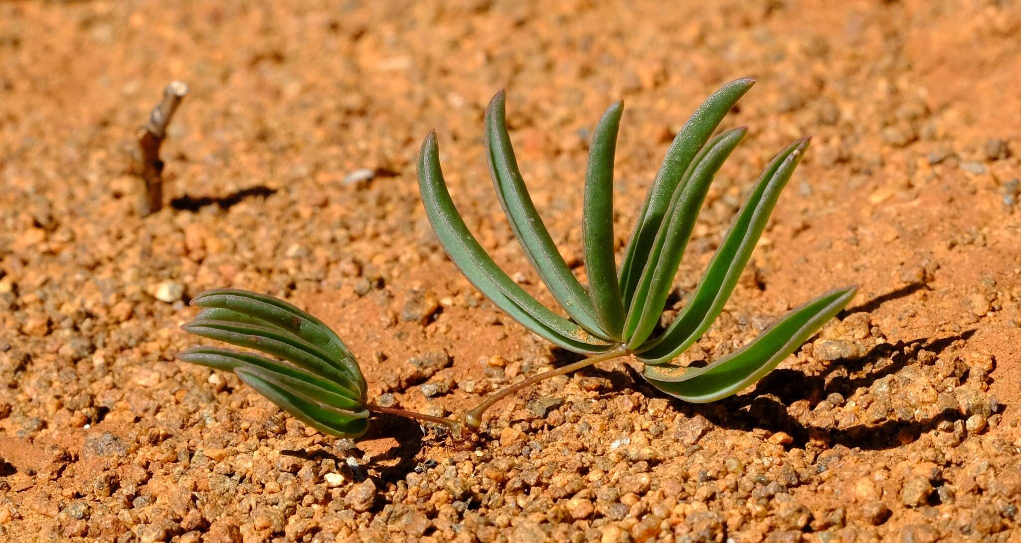 Image of Oxalis pulvinata Salter