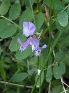 صورة Vicia americana subsp. americana