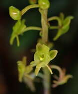 Crepidium matsudae (Yamam.) Szlach.的圖片