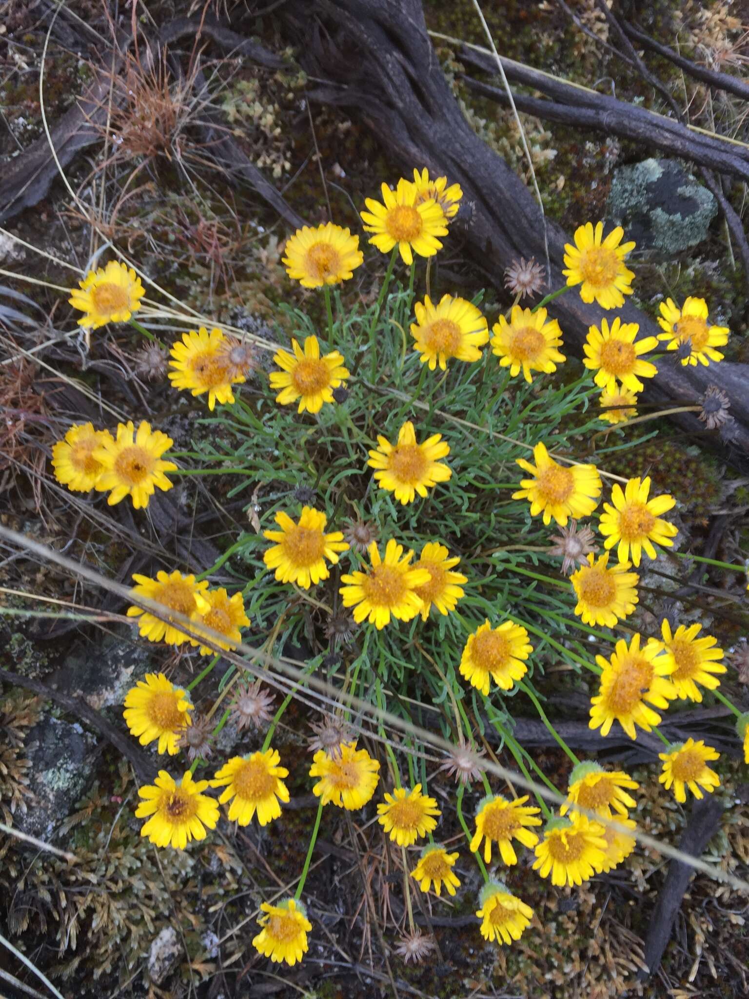 Image de Erigeron linearis (Hook.) Piper