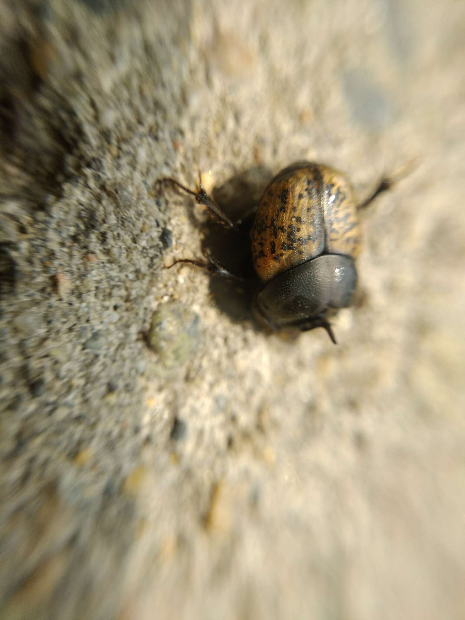 Image of Onthophagus (Palaeonthophagus) gibbulus (Pallas 1781)