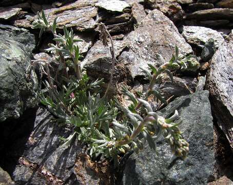 Plancia ëd Artemisia genipi Weber