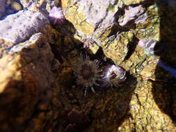 Image de Aulactinia verrucosa (Pennant 1777)