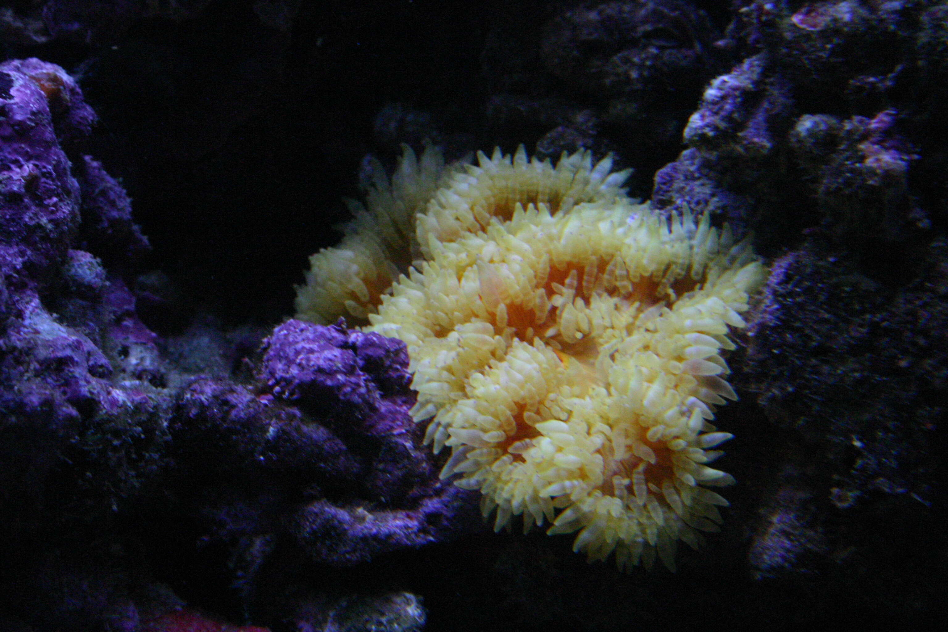 Image of Adhesive sea anemone