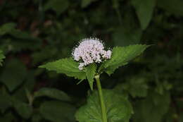 Image of Valeriana pyrenaica L.