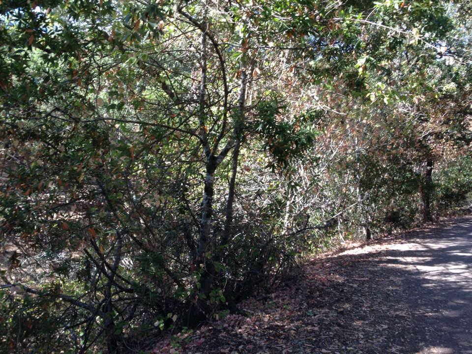 Image of California laurel