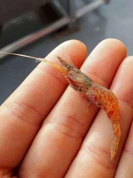 Image of slender blade shrimp