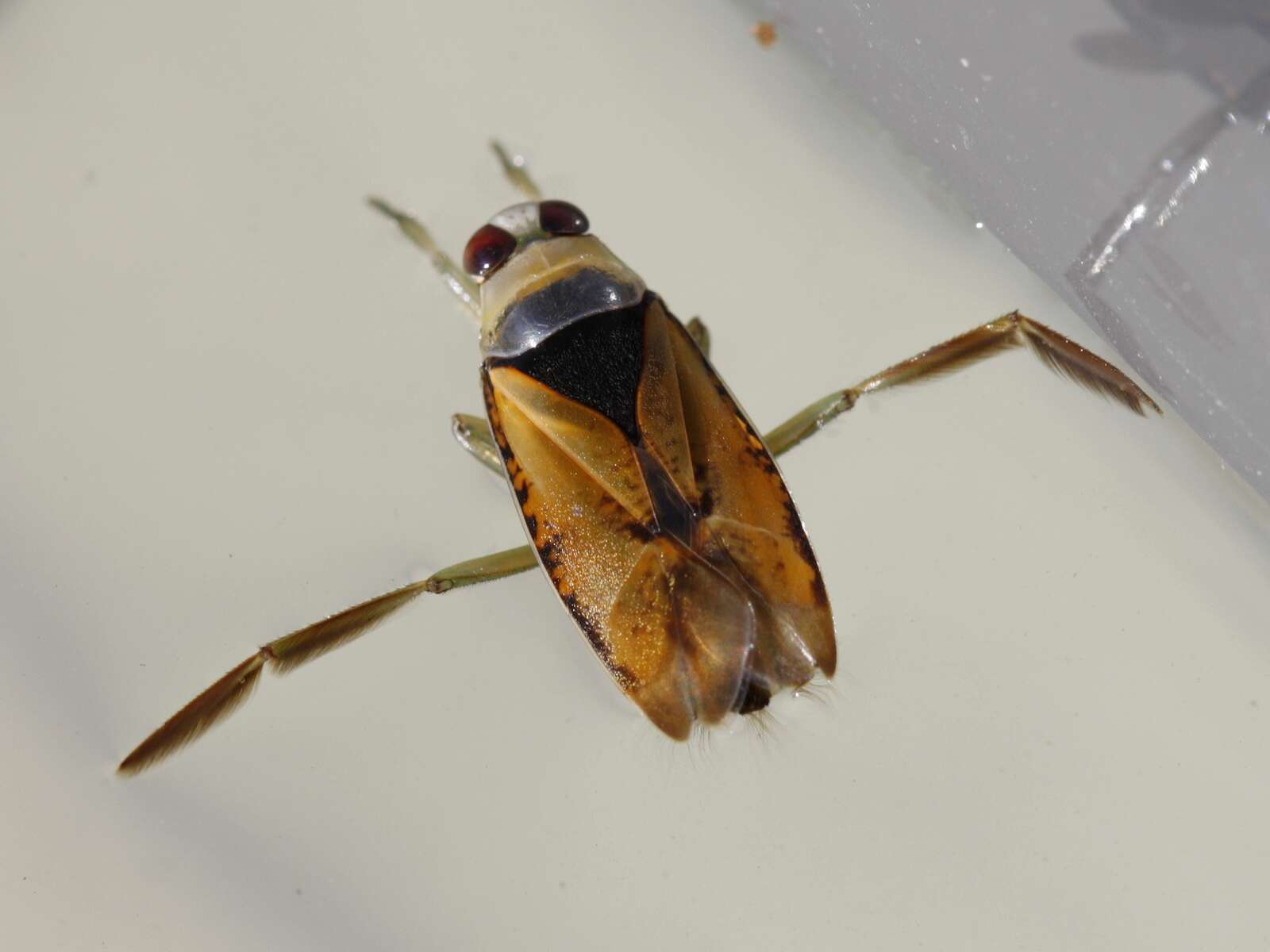 Image of Water boatman