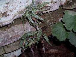 Image de Asplenium pinnatifidum Nutt.