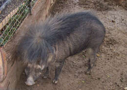 Image of Philippine Warty Pig