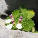 Image of Teucrium pyrenaicum subsp. pyrenaicum