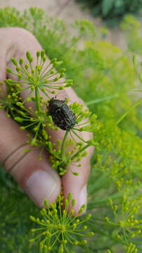 Image of Dark Flower Scarab