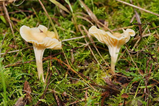 Image of Hygrocybe austropratensis A. M. Young 1999