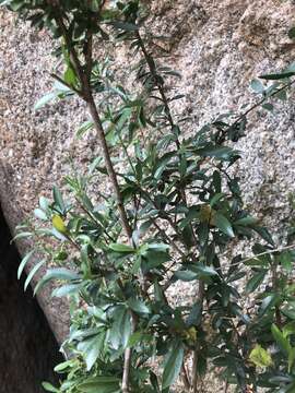 Image of Lesser honeysuckle tree