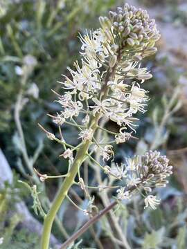 Image of Marble Canyon winged rockcress