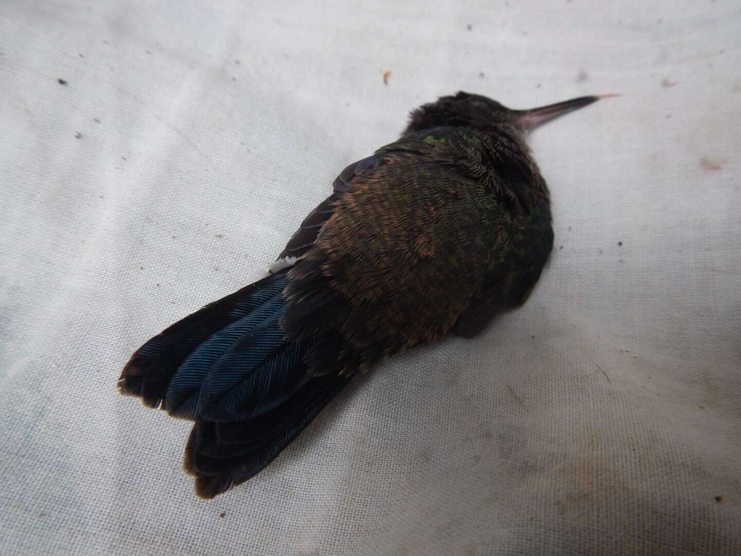 Image of Steely-vented Hummingbird