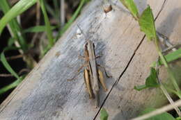 Image de Euchorthippus elegantulus Zeuner 1940