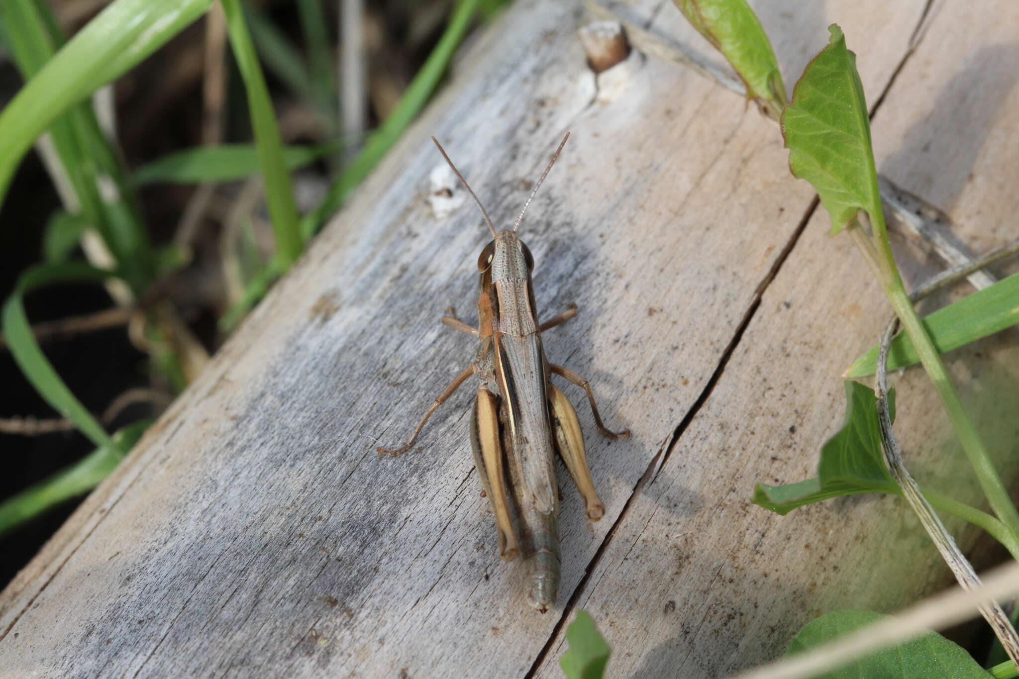 Image de Euchorthippus elegantulus Zeuner 1940