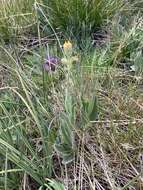 Слика од Arnica parryi A. Gray