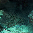 Image of Blackspotted Torpedo