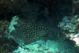 Image of Blackspotted Torpedo