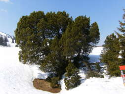 Image of Mountain Pine