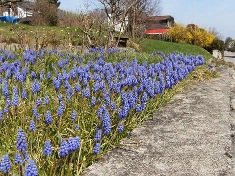 Image of Armenian grape hyacinth