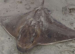 Image of Blue-nosed ray