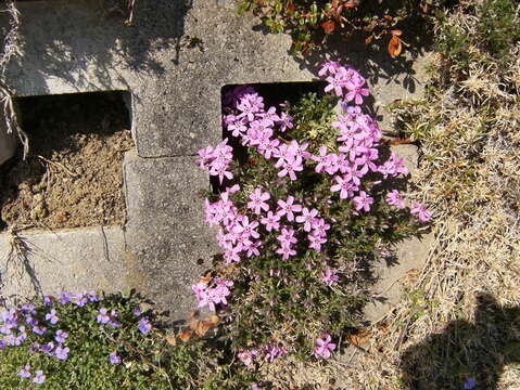 Image of moss phlox