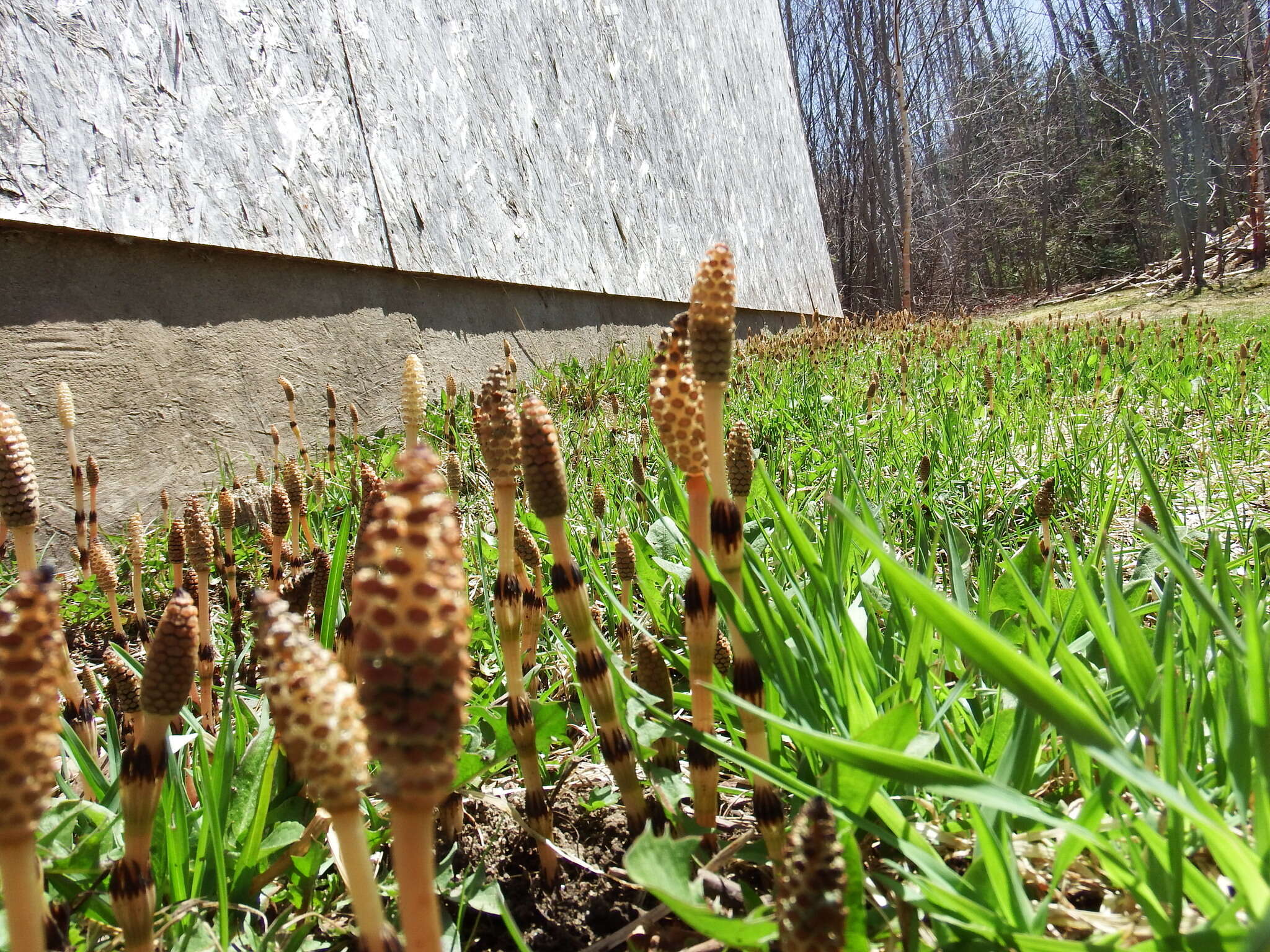 Image of field horsetail