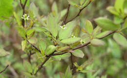 صورة Ilex mucronata (L.) M. Powell, V. Savolainen & S. Andrews