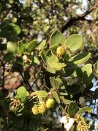 Image of Arctostaphylos purissima subsp. purissima