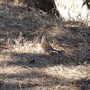 Image de Junco de Baird