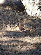 Image of Baird's Junco