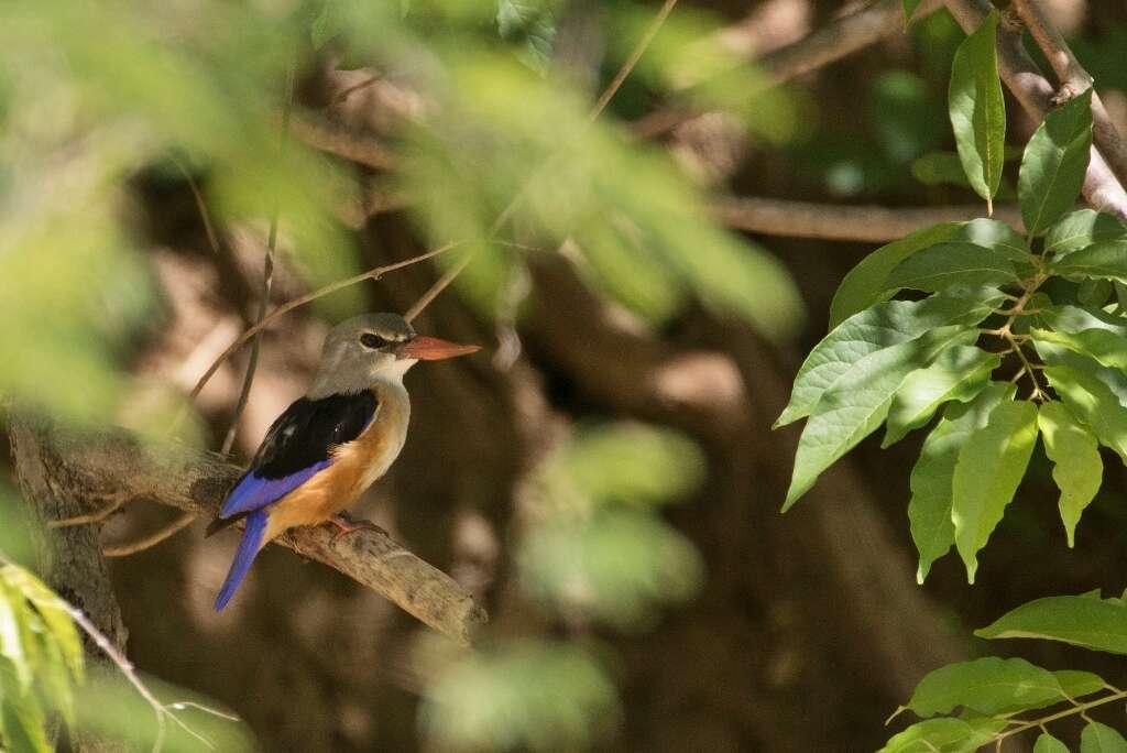 Image of Chestnut-bellied Kingfisher