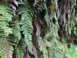 Image of Forest Plume Fern