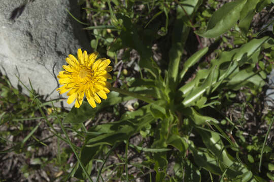 Image of Taraxacum stevenii (Spreng.) DC.