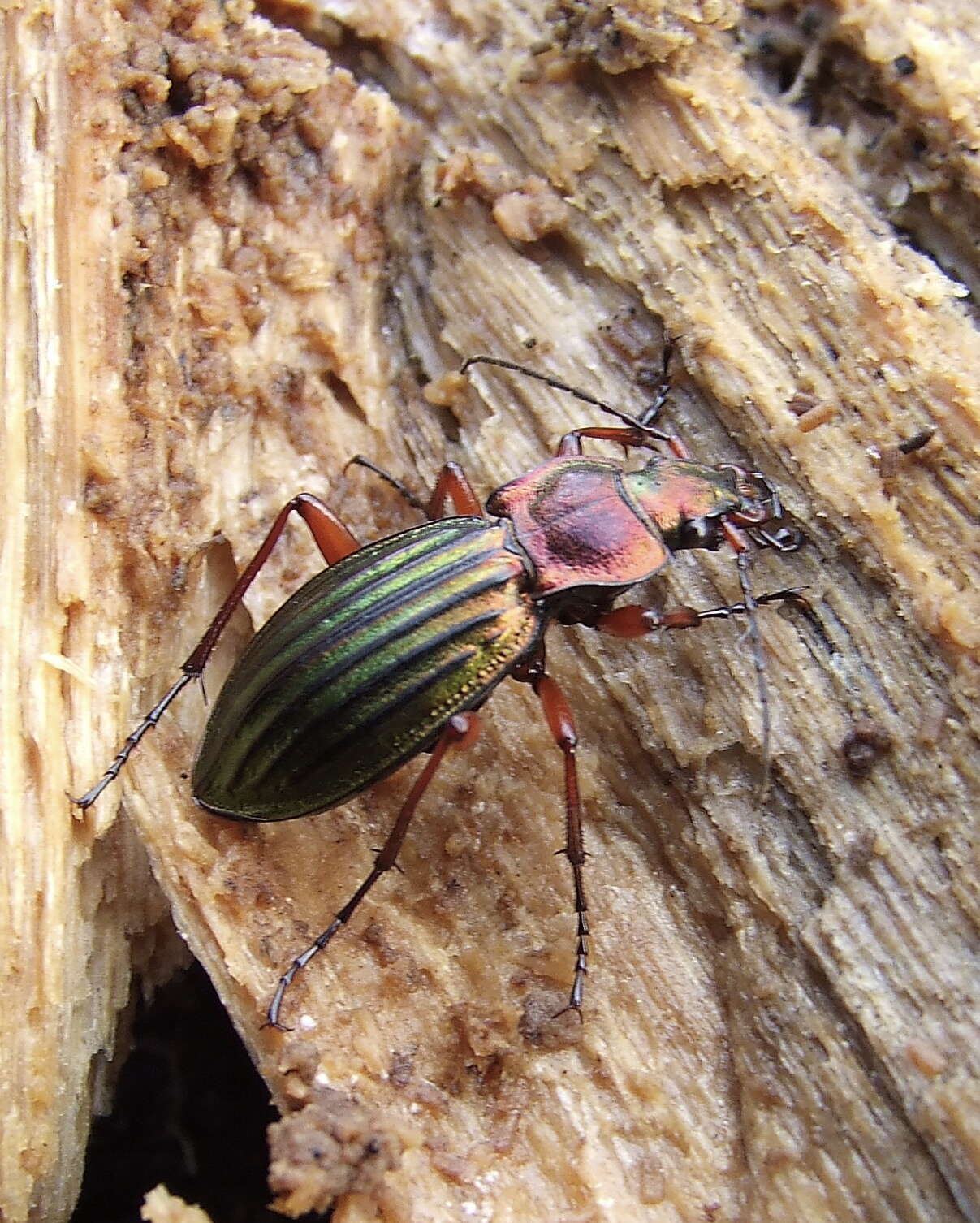 Carabus (Chrysocarabus) auronitens Fabricius 1792 resmi