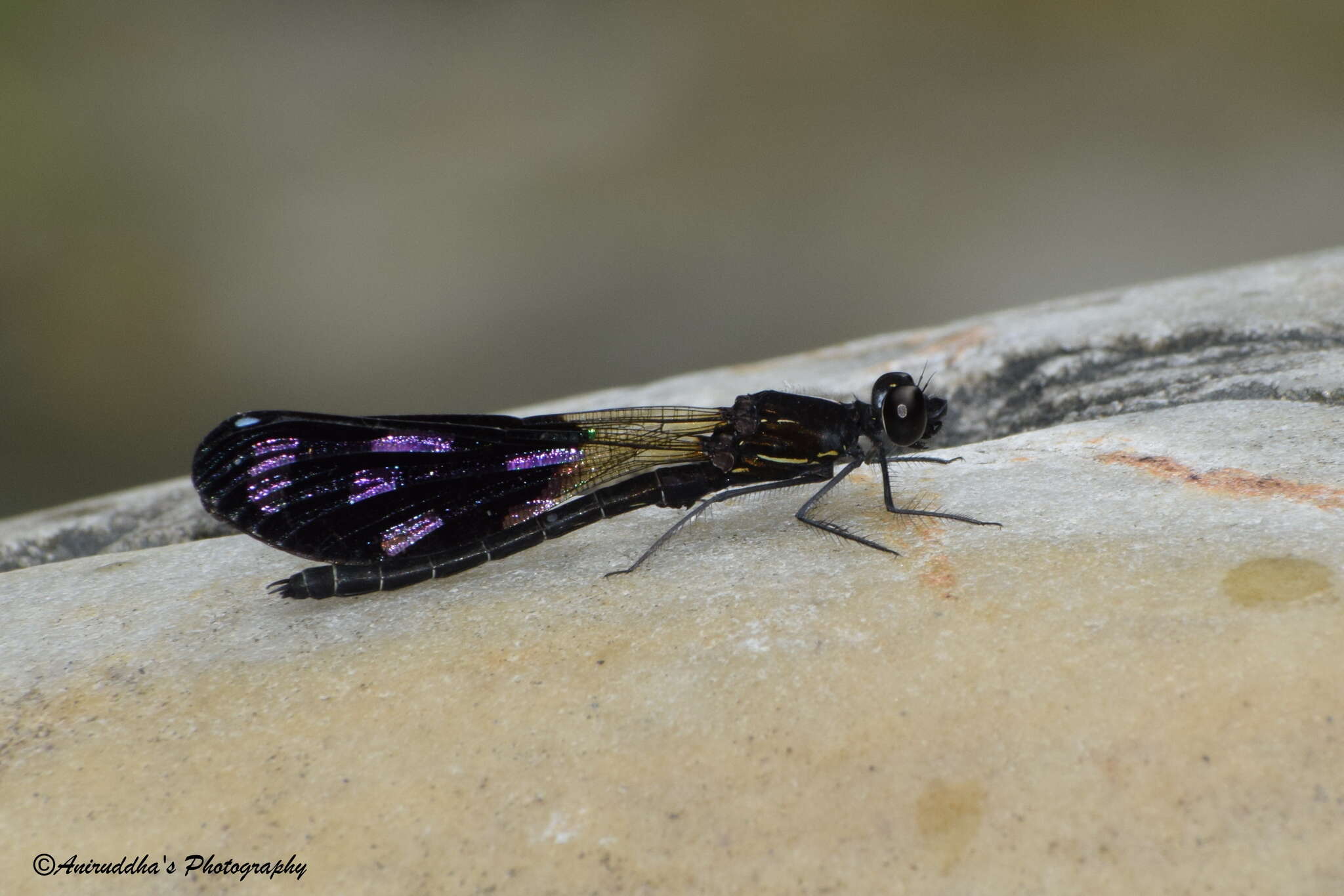 Image of Aristocypha quadrimaculata (Selys 1853)