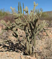 Image de Cylindropuntia acanthocarpa (Engelm. & J. M. Bigelow) F. M. Knuth