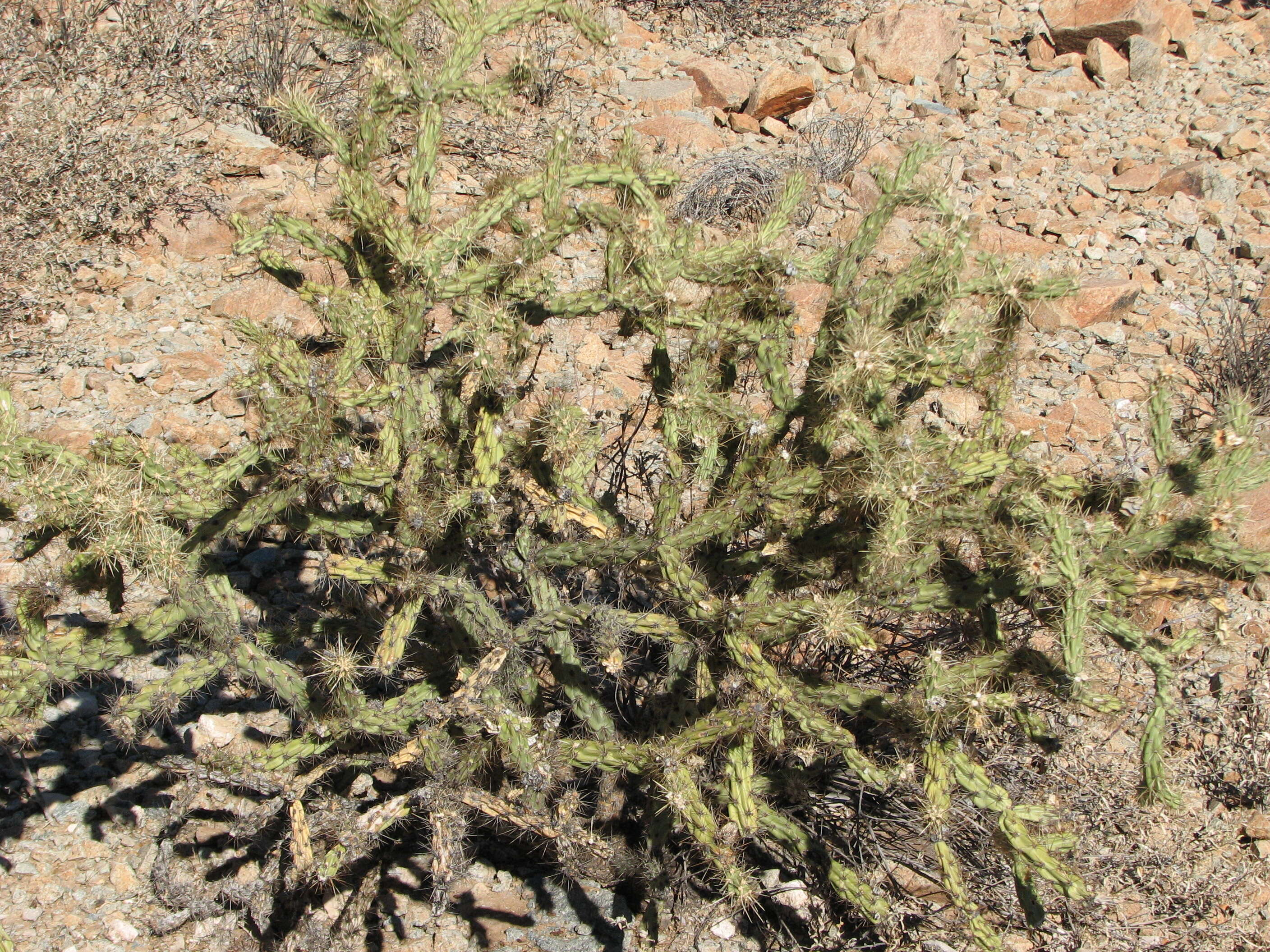 Imagem de Cylindropuntia acanthocarpa (Engelm. & J. M. Bigelow) F. M. Knuth