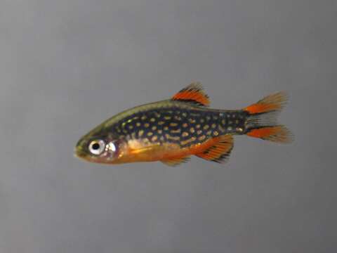 Imagem de Danio margaritatus (Roberts 2007)