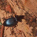 Image of cosmopolitan ground beetle