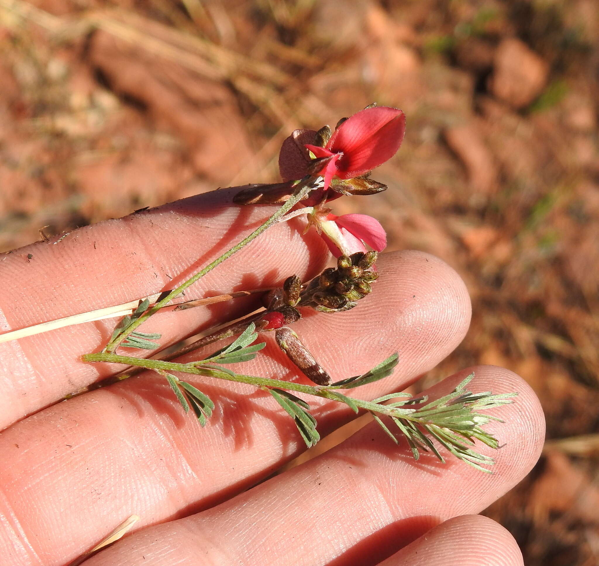 Indigofera hedyantha Eckl. & Zeyh.的圖片