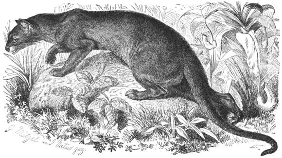 Image of fossa