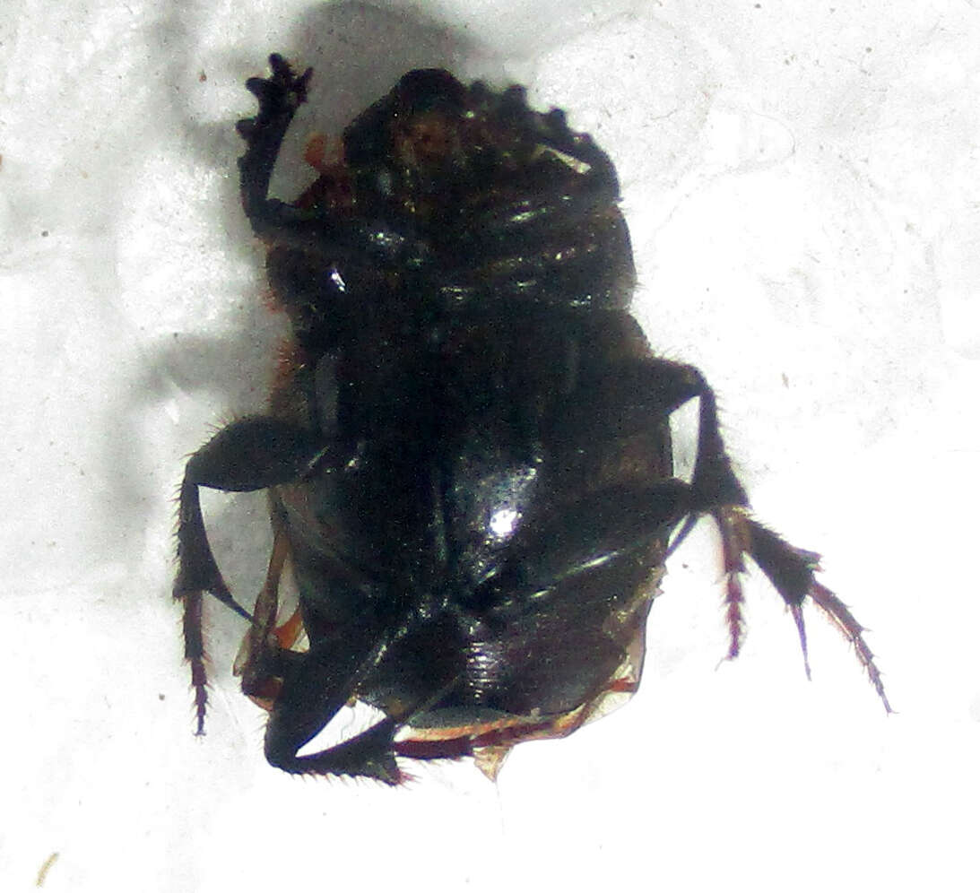 Слика од Onthophagus bayeri Balthasar 1942