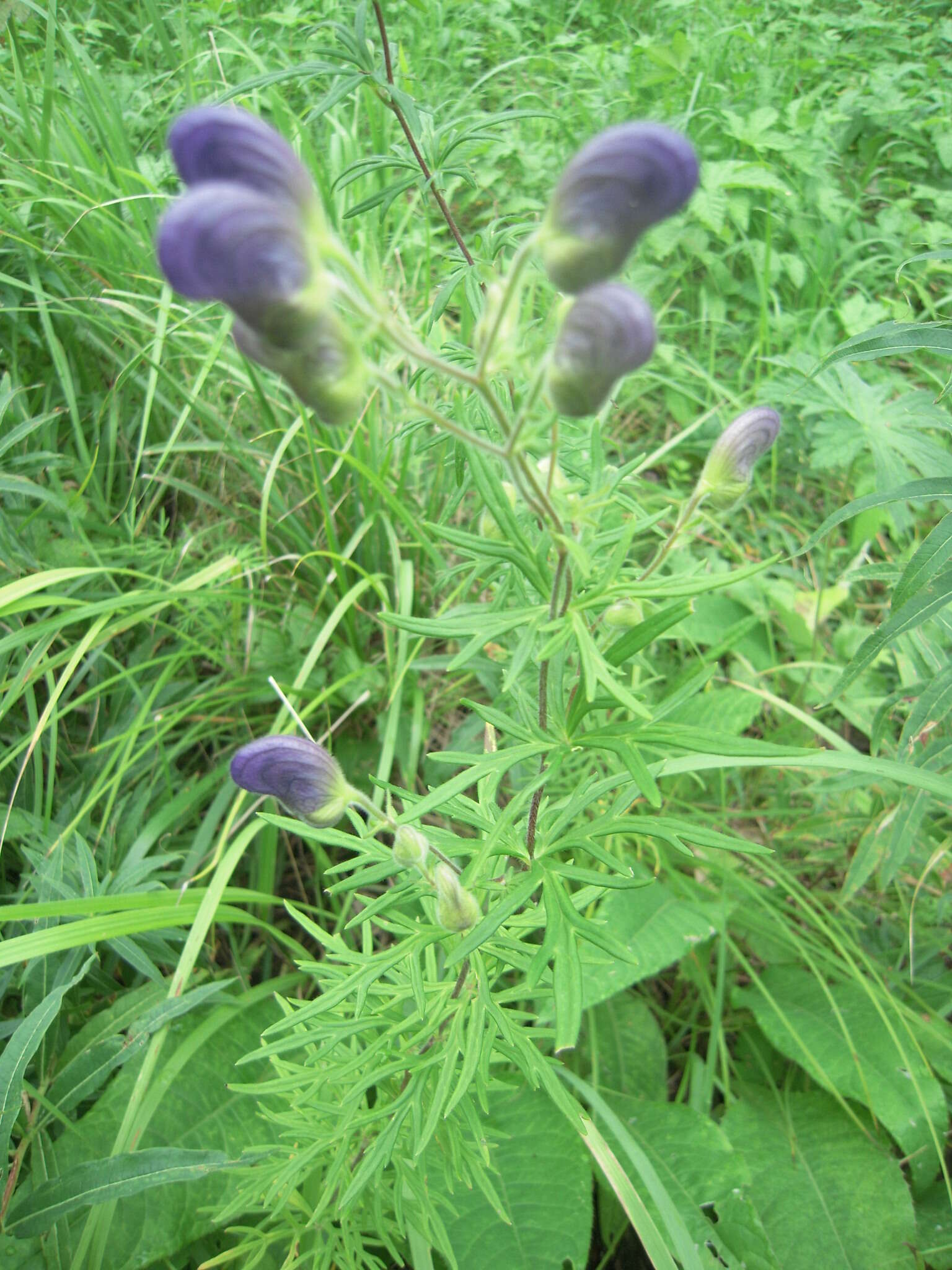 Image of Aconitum volubile var. pubescens Regel