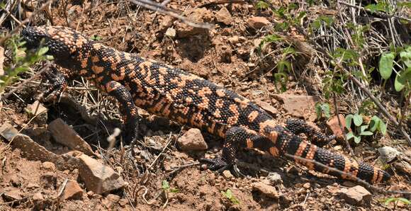 Image of Reticulated gila monster