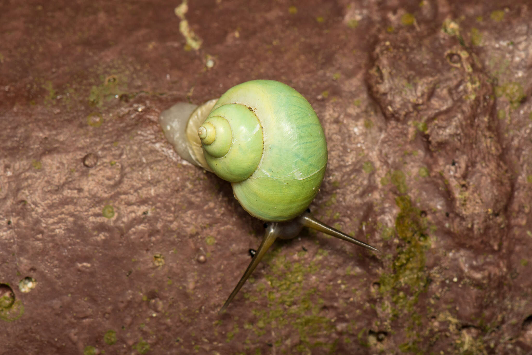 صورة Leptopoma perlucidum (Grateloup 1840)