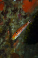 Image of Spotted goby